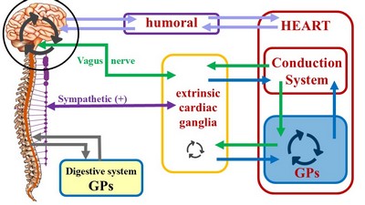 Cardiac Rhythm Control Schematic