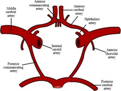 Arterial circle of Willis  (Wikipedia)