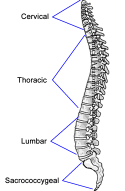 Spine- Lateral view