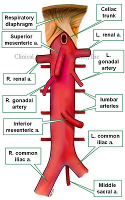 Abdominal aorta