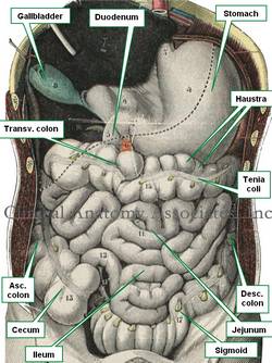 Abdominal contents (Testut Latarjet 1931)