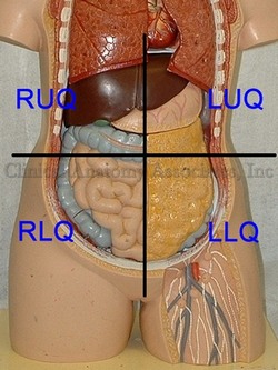Abdominal quadrants