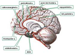 Anterior cerebral artery 