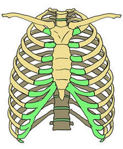 Anterior view of the bony thorax. Copyrighted Image 