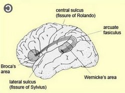 Broca and Wernicke's areas in the dominant brain hemisphere