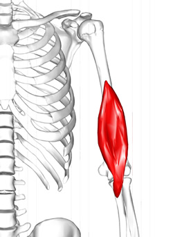 Brachialis muscle - Image modified from the original. Public domain