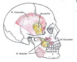 Buccal fat pad by Otto Placik (Own work) CC BY-SA 3.0 or GFDL via Wikimedia Commons