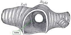 Superior view of the bifurcation of the trachea. Image modified from Gray's Anatomy. Public domain