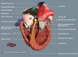 Primary conduction system of the heart