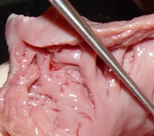Cow heart left atrial appendage trabeculations