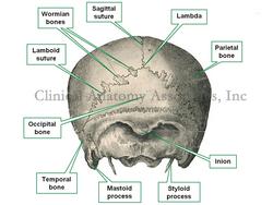 Cranium, posterior view