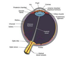Schematic diagram of the human eye
