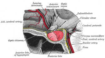 Hypophyseal infundibulum. Public domain