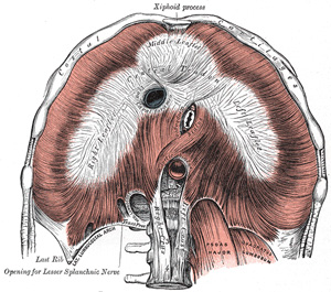 Respiratory diaphragm. Public domain