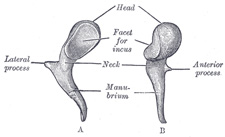 Left malleus. A. Posterior view, B. Medial view. Public domain