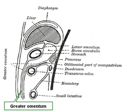 Lateral schematic view of the peritoneal membranes. Image modified from the original by Henry VanDyke Carter. Public Domain