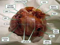 Human heart - Posterior view showing the cardiac base