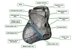 Heart, posterior view. Middle cardiac vein