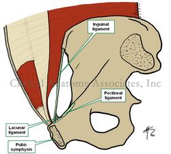 Internal view of the pelvic lateral wall
