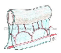 Anterior view of the duodenum and suspensory muscle of the duodenum