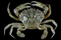 Liocarcinus vernalis © Hans Hillewaert  via Wikimedia Commons 