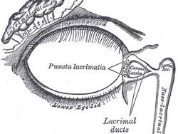 Lacrimal apparatus, image by Henry Vandyke Carter