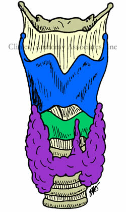 Larynx