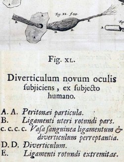 Plate XL of Adenographia (Nuck)