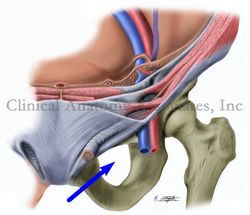 Obturator foramen