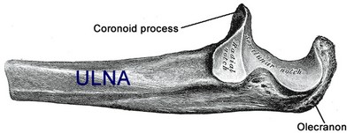 Olecranon