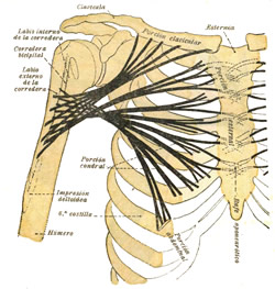 Pectoralis major muscle - Direction of the muscular fibers. Public domain