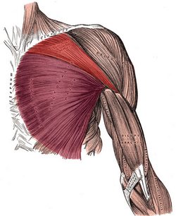 Pectoralis major muscle - Red: clavicular head. Purple: Sternocostal head - Image modified from the original by Henry VanDyke Carter, MD. Public domain