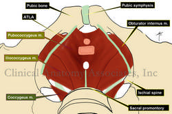 Pelvic diaphragm, superior view