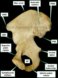 Medial view of the pelvic bone