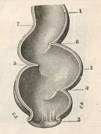 Anterior view of the rectum