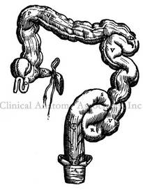 Rectum (Vesalius, 1543)