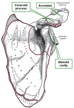 Anterior view of the left scapula
