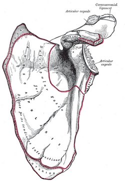 Anterior view of the left scapula.  Image in Public Domain, by Henry Vandyke Carter - Gray's Anatomy