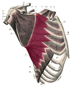 Serratus magnus muscle - Image modified from the original by Henry VanDyke Carter, MD. Public domain