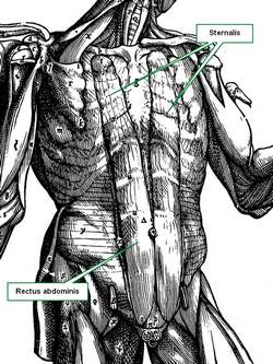 Sternalis muscle (Andreas Vesalius 1543)