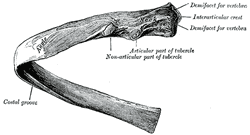 Thoracic rib, Posteroinferior view