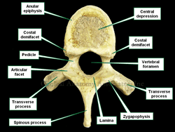 Superior view of a thoracic vertebra showing its components and the vertebral arch