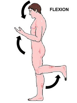 Flexion / extension