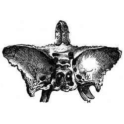 Sphenoid bone